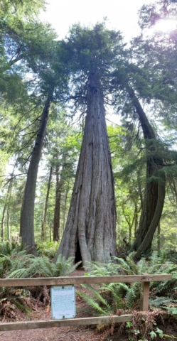 Old Growth